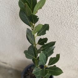 Small Bay Leaf Laurus Plant, In 1 Gallon Pot Puck Up Only 