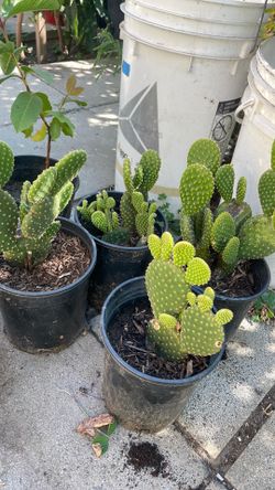 Plantas Vivas de nopales chicos little cactus