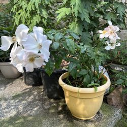 White Rose