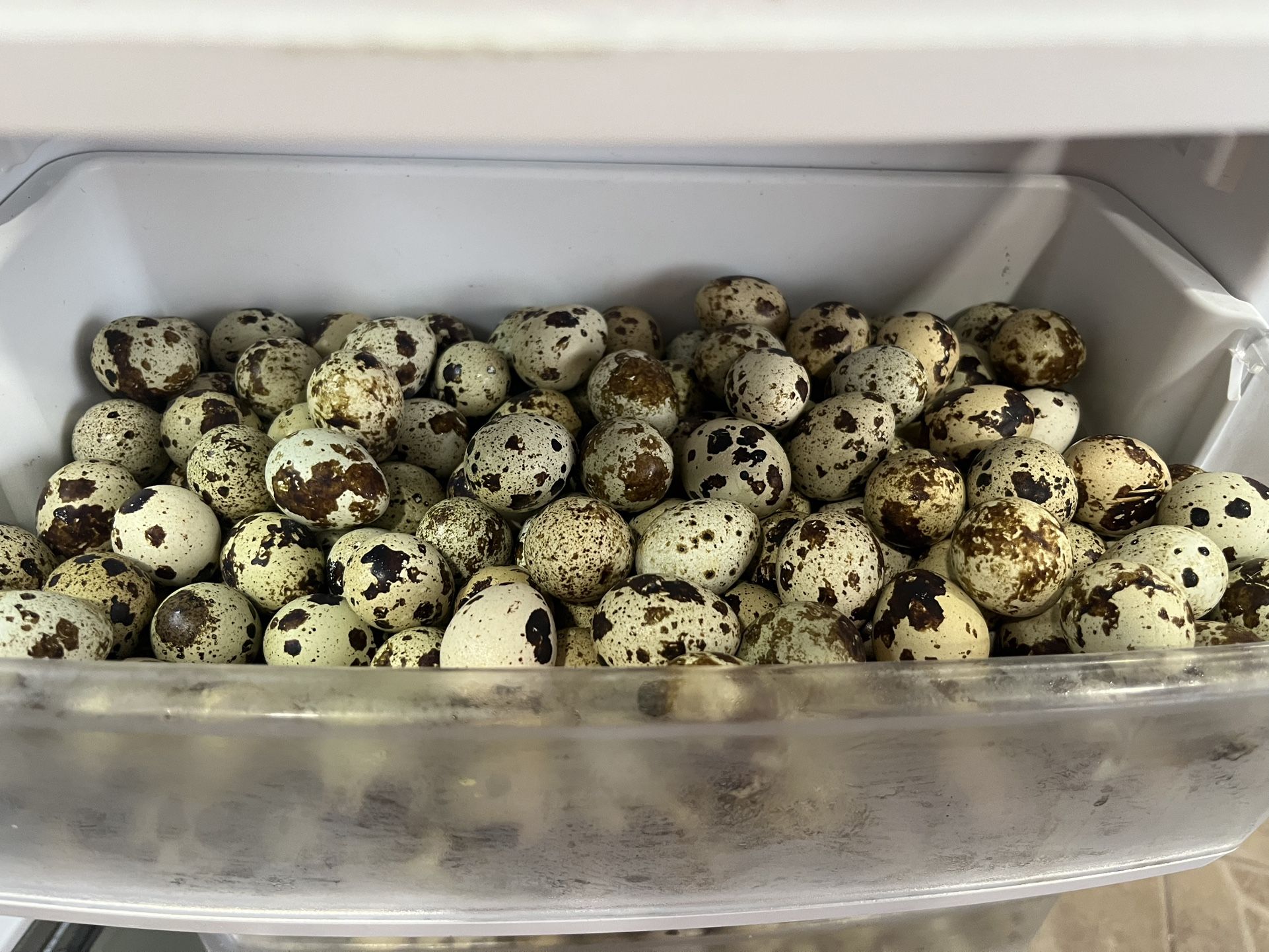 Organic Quail Eggs