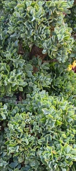aeonium crassula cuttings
