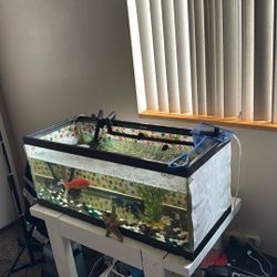 Fish Tank 