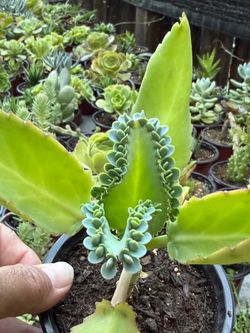 Succulents Plants 🌱