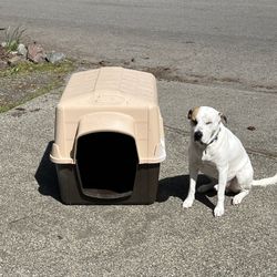 Dog House
