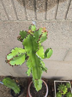 Beautiful long cactus, Euphoria Ingers