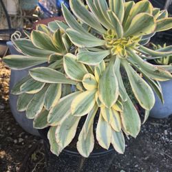 Aeonium 'Sunburst