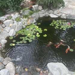 Water Lilly Live Plant