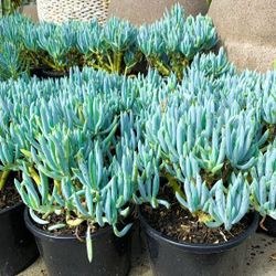 Senecio Serpens “Blue Chalksticks” 