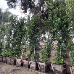 24 Box 9ft Plus Ficus 