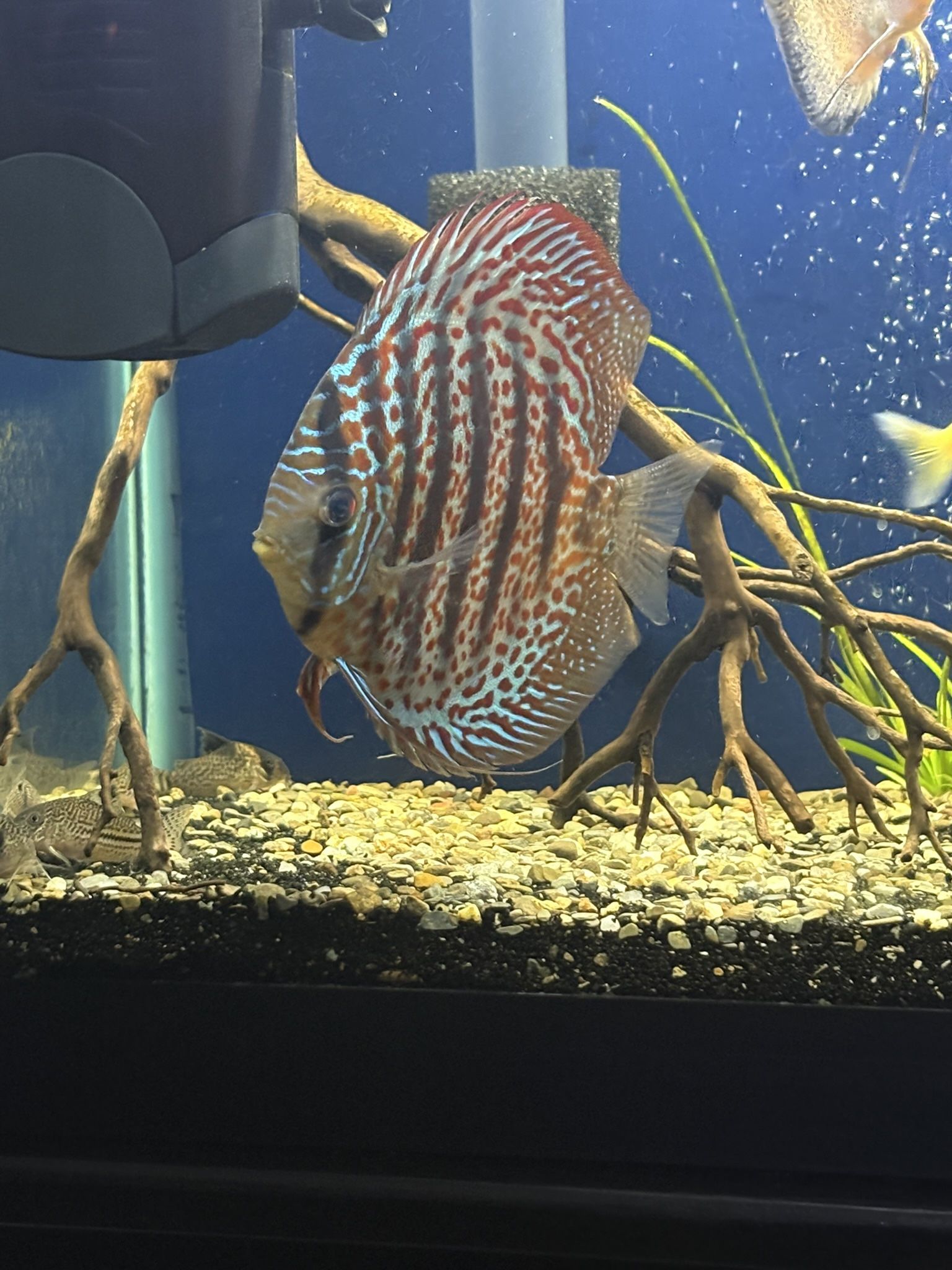 Fish Tank For Sale Discus