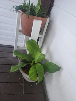 Cuna De Moises De Flor Grande Por Solo 45