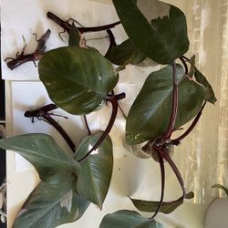 Pink Princess Philodendron (Cuttings)