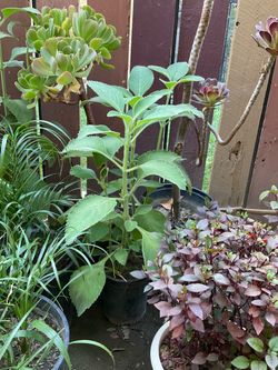 Cuban Oregano $8