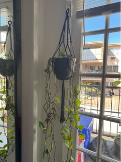 Pothos in black pot with macrame hanger