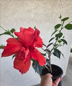 🌺🌺 Ruffled Red Hibiscus🌺🌺