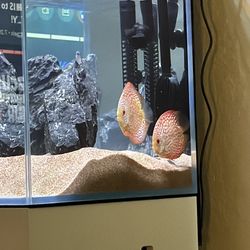 Fish Tank / Aquarium