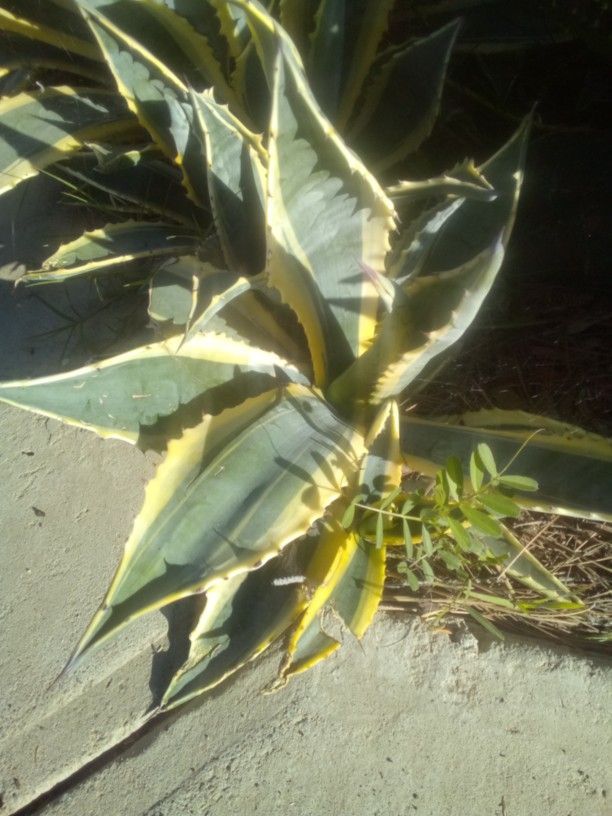 Agave Variegated Century Plant Rooted Small Medium