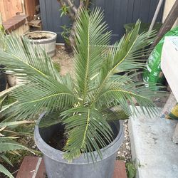 Sago palm