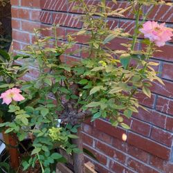 Pink Rose 🌹 💗 Tree