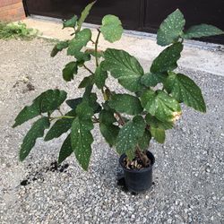 begonias de Venta For Muy bonita 