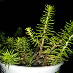 Small Container Succulents 