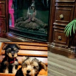 Tv Stand Yorkie Brand
