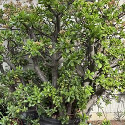 🪴77 HUGE plants•vintage cement pots•cast iron benches🪴