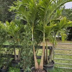 Crhistmas Palms About  8 Feet Tall Full Green  Fertilized  Ready For Planting Instant Privacy Hedge  Same Day Transportation 