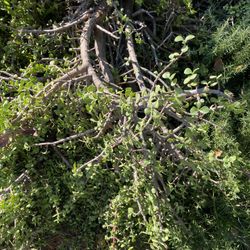 Free! Mature Succulents - Jade or “money” plant