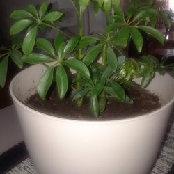 Plant ,plant ,Plant!   Please!