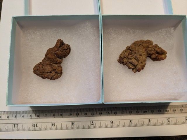 Fossil Dinosaur Poops!