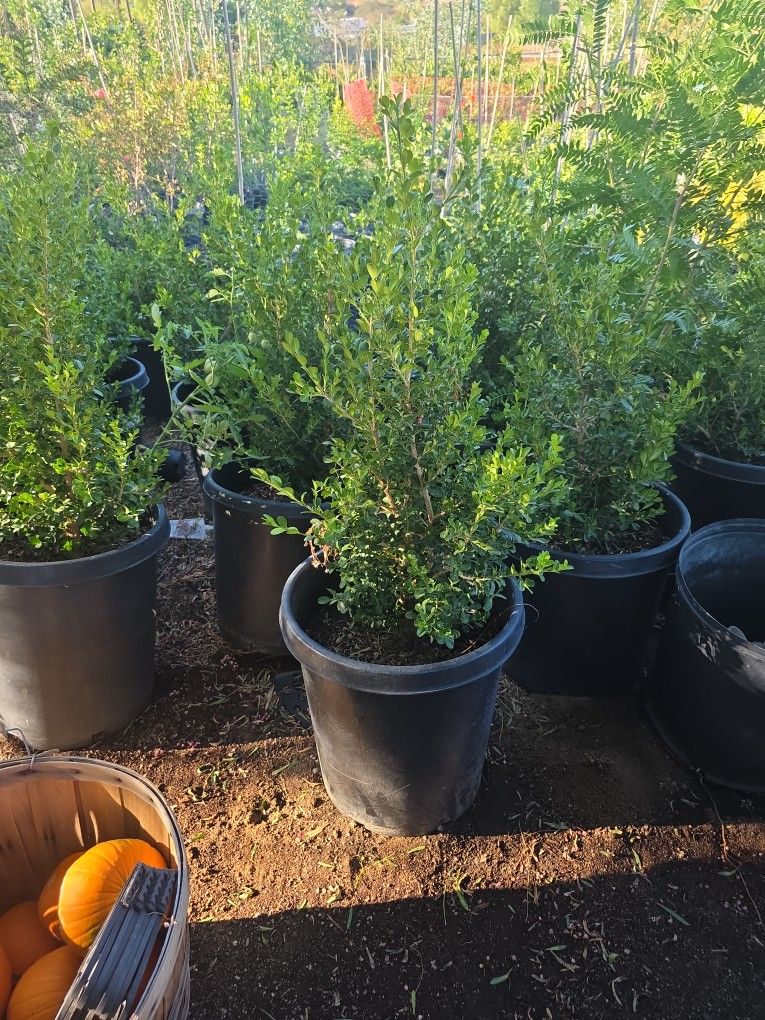 Boxwood 15 Gallon