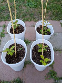 Apple Avocado Peaches and Sugar Cane plants $10.0