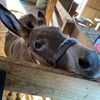 Alf