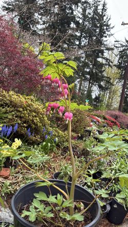 Blooming Bleeding Heart