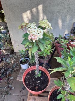 Planta Corona de cristo