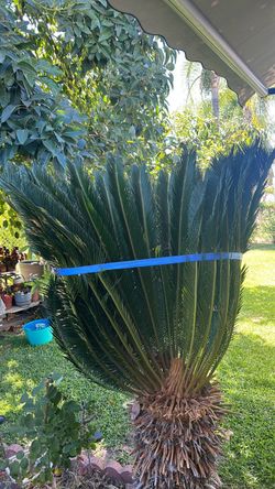 Sago Palm