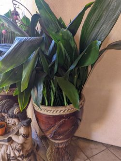 Green Cast Iron Aspidistra Shrub