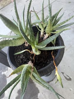 Aloe Vera Stalks