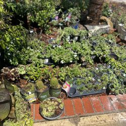 Plants For Sale! 