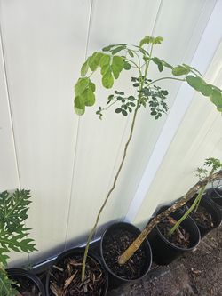 Moringa trees