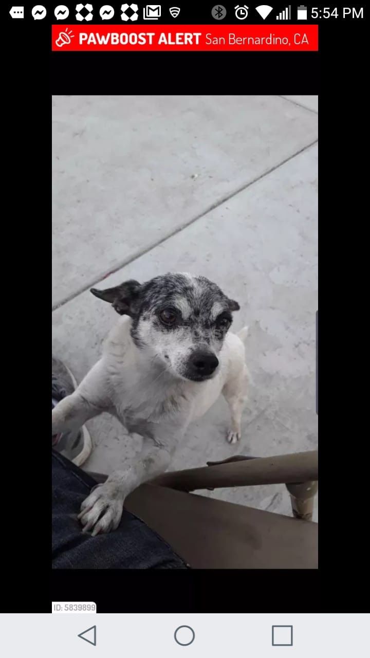 Lost dog