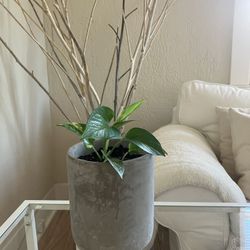 Pothos Plant With 6 Inch Pot 