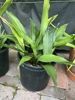 Aspidistra Plant