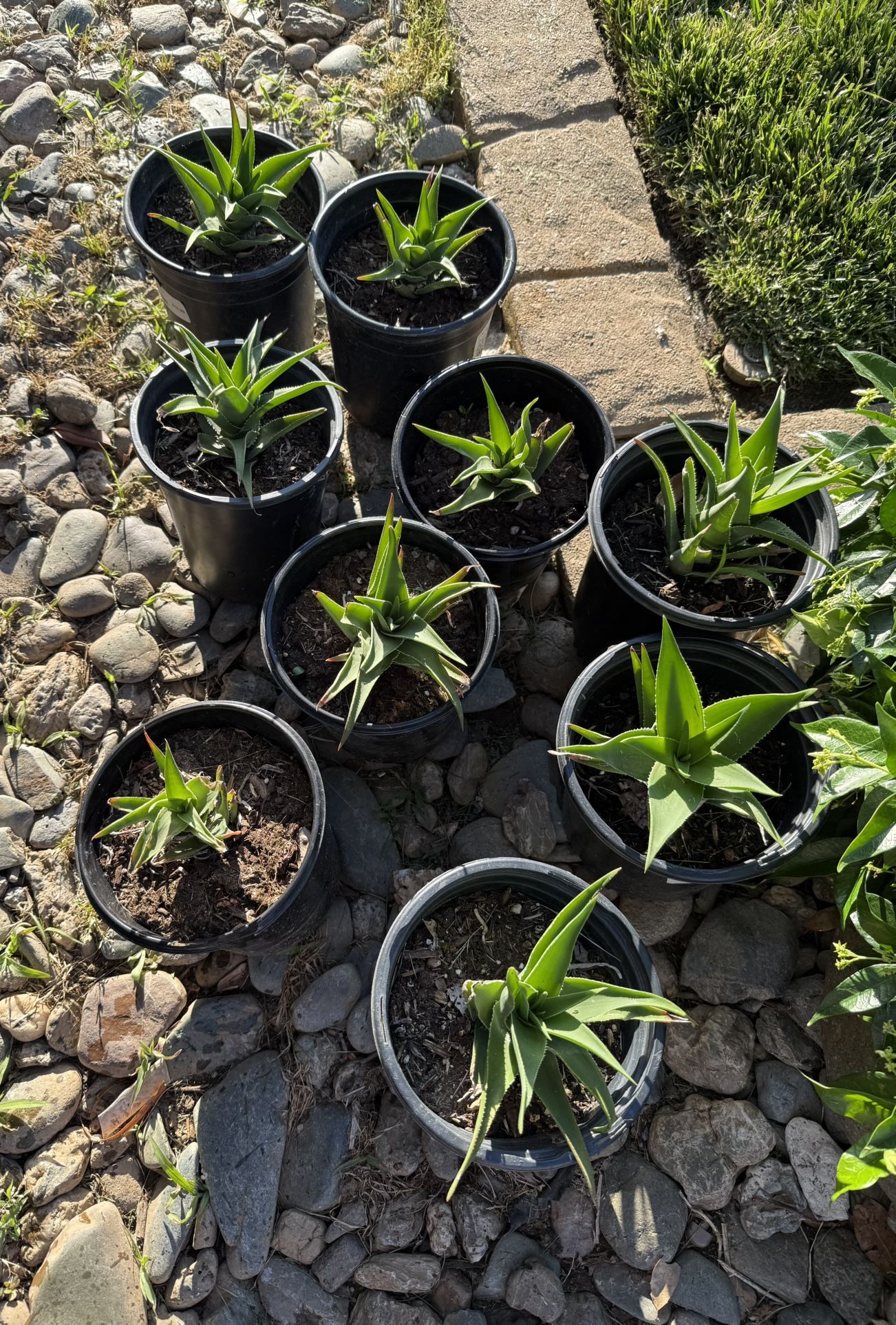 Aloe plants