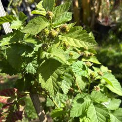 Raspberry 4x2 Pies  $30