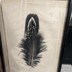 Framed Feathers