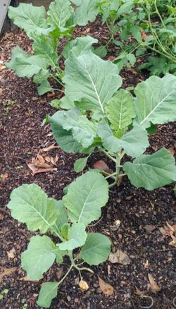 Georgia Collard Green  Seedlings (plants) 