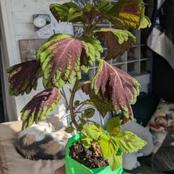 Coleus Plant