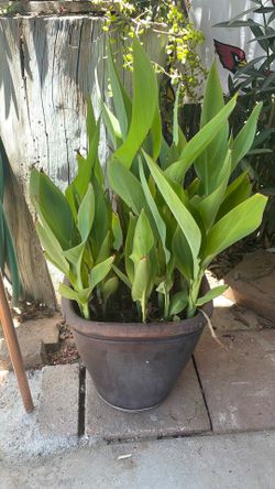 Canna Lily Plant